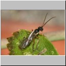 Braconidae sp - Brackwespe 09b 6mm.jpg
